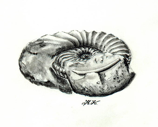 12_HK_Pleuroceras_Dentalium_Kalchreuth_k.jpg 12_HK_Pleuroceras_Dentalium_Kalchreuth_k.jpg
