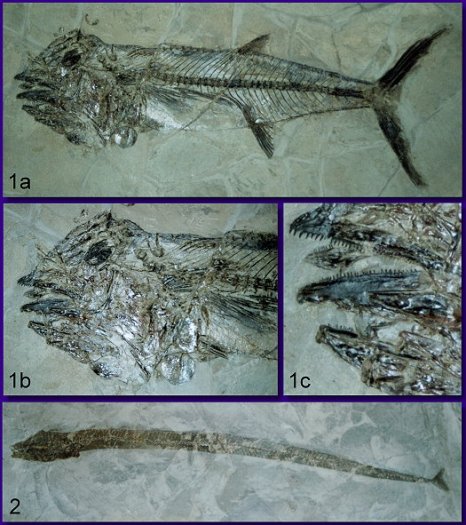 Abb._10_grosse_Fische_coll_Weiss.jpg Abb._10_grosse_Fische_coll_Weiss.jpg