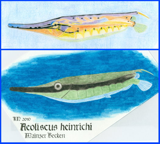 Abb._11_Aeoliscus_heinrichi.jpg Abb._11_Aeoliscus_heinrichi.jpg