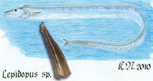 Abb._12_Lepidopus_sp.jpg Abb._12_Lepidopus_sp.jpg