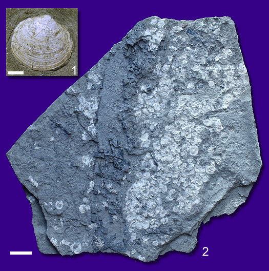 Abb._16_Muschelschill.jpg Abb._16_Muschelschill.jpg
