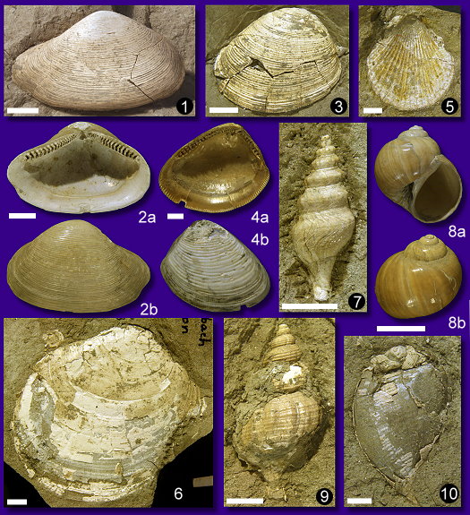 Abb._17_Mollusken.jpg Abb._17_Mollusken.jpg