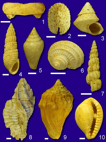 Abb._28_Schnecken_Alzey_Formation_2_mm.jpg