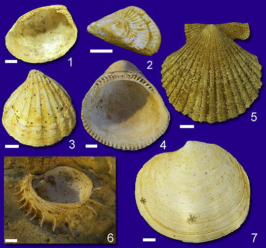 Abb._29_Muscheln_Alzey_Formation.jpg Abb._29_Muscheln_Alzey_Formation.jpg