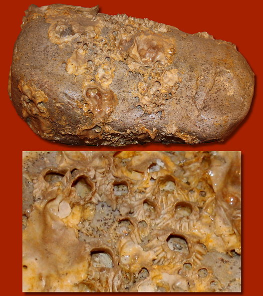 Abb._30_Geroell_mit_Balanus_und_Austern_Museum_Nierstein.jpg Abb._30_Geroell_mit_Balanus_und_Austern_Museum_Nierstein.jpg