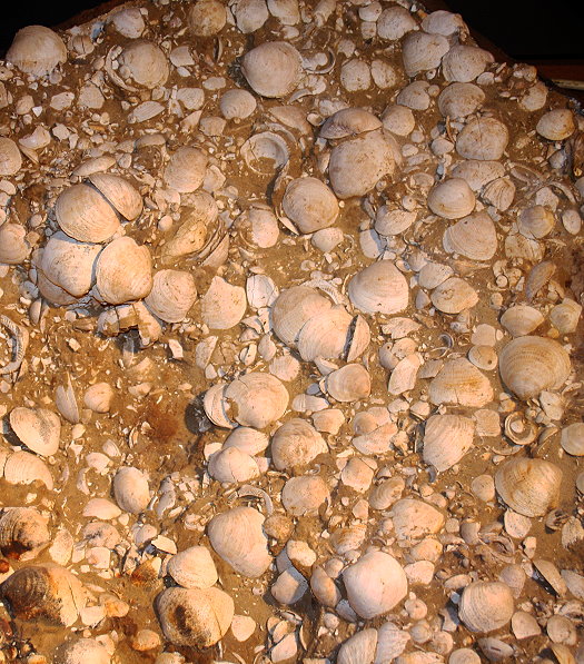 Abb._31_Glycymeris_Pflaster_Wonsheim.jpg Abb._31_Glycymeris_Pflaster_Wonsheim.jpg