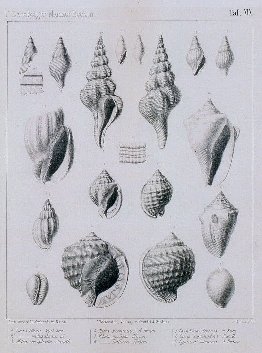 Abb._3_Tafel_Sandberger.jpg Abb._3_Tafel_Sandberger.jpg