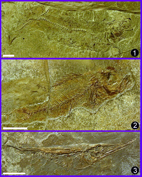Abb._9_kleine_Fische_Wiesloch.jpg Abb._9_kleine_Fische_Wiesloch.jpg