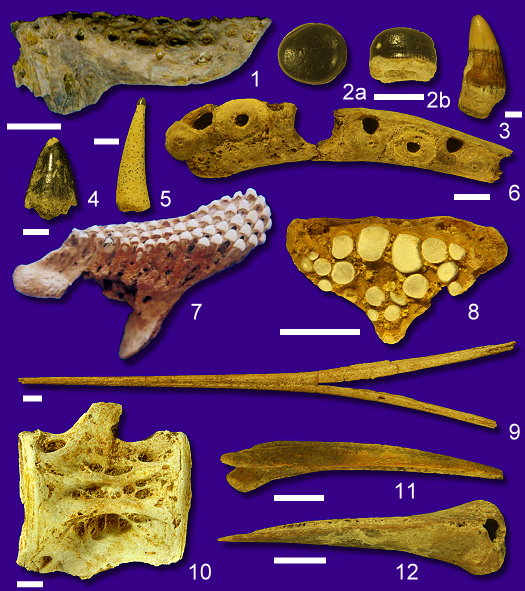 Abb36_Knochenfische_Zaehne.jpg Abb36_Knochenfische_Zaehne.jpg