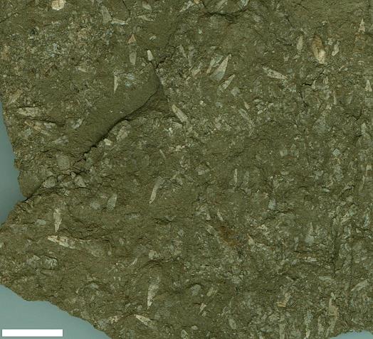 Abb_15_Creseis_sp.jpg Abb_15_Creseis_sp.jpg