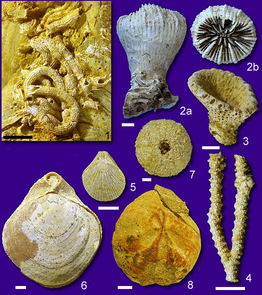 Abb_33_Invertebraten.jpg Abb_33_Invertebraten.jpg