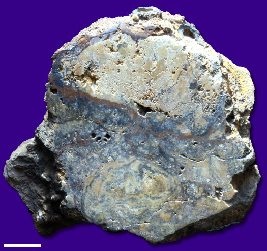 Abb102_Stromatolith_Eppelsheim_2_cm.jpg Abb102_Stromatolith_Eppelsheim_2_cm.jpg