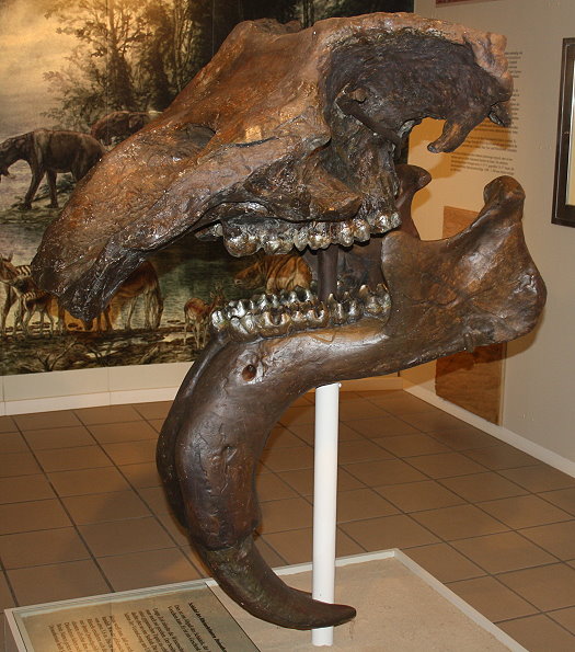 Abb108_Deinotherium_Schaedel_Eppelsheim.jpg Abb108_Deinotherium_Schaedel_Eppelsheim.jpg