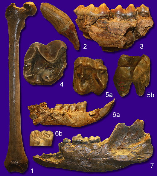 Abb111_diverse_Saeugerkiefer_und_Zaehne_Museum_Eppelsheim.jpg Abb111_diverse_Saeugerkiefer_und_Zaehne_Museum_Eppelsheim.jpg