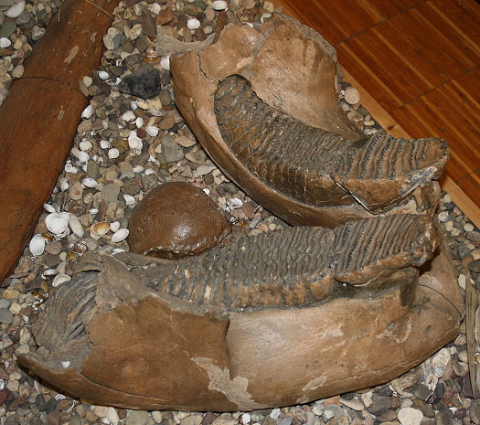Abb120_Mammut_Unterkiefer.jpg Abb120_Mammut_Unterkiefer.jpg