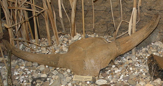 Abb121_Bison_Schaedel.jpg Abb121_Bison_Schaedel.jpg