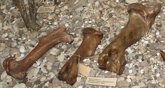 Abb122_Bison_Beinknochen.jpg Abb122_Bison_Beinknochen.jpg