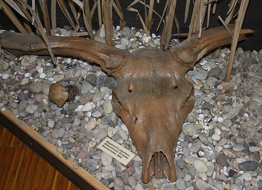 Abb123_Riesenhirsch_Schaedel.jpg Abb123_Riesenhirsch_Schaedel.jpg