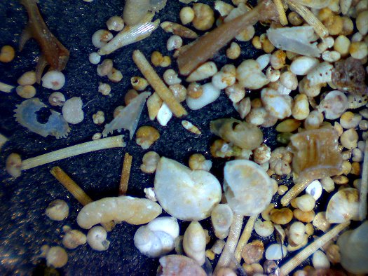 Abb39_Feilbingert_Alzey_Formation_Mikrofauna.jpg Abb39_Feilbingert_Alzey_Formation_Mikrofauna.jpg