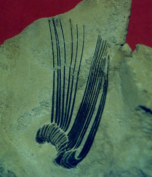 Abb40_Cetorhinus_Eckelsheim_coll_Raisch.jpg Abb40_Cetorhinus_Eckelsheim_coll_Raisch.jpg