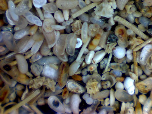 Abb43_Sulzheim_Albig_Bank_Mikrofauna.jpg Abb43_Sulzheim_Albig_Bank_Mikrofauna.jpg