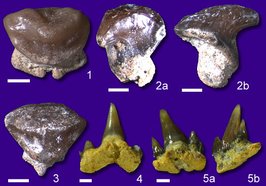 Abb44_Haie_und_Rochen_0_5mm.jpg Abb44_Haie_und_Rochen_0_5mm.jpg