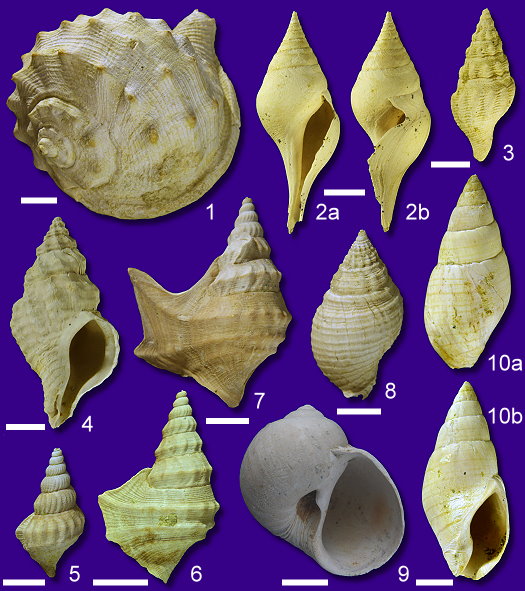 Abb46_Gastropoden.jpg Abb46_Gastropoden.jpg