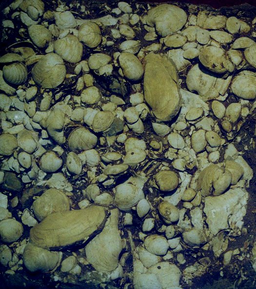 Abb49_Panopea_und_Cordiopsis_Schill_Albig.jpg Abb49_Panopea_und_Cordiopsis_Schill_Albig.jpg