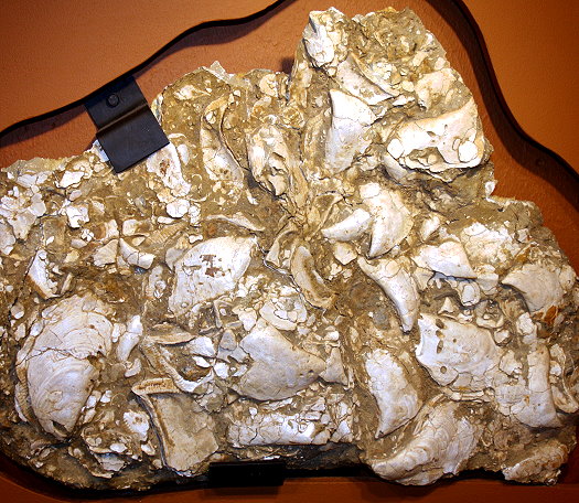 Abb50_Hippochaeta_Schill_Albig.jpg Abb50_Hippochaeta_Schill_Albig.jpg