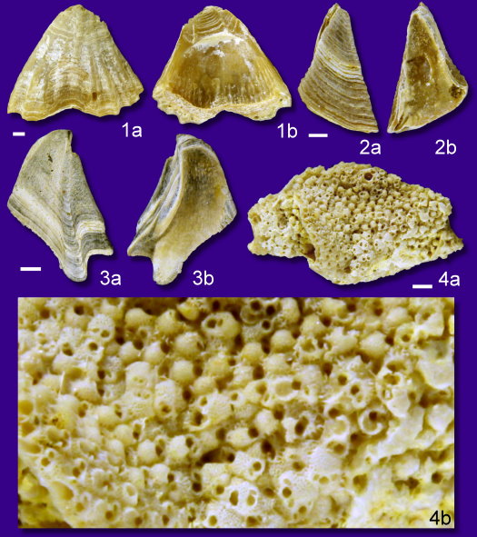 Abb51_sonstige_Invertebraten_Stadecken_Formation_1mm.jpg Abb51_sonstige_Invertebraten_Stadecken_Formation_1mm.jpg