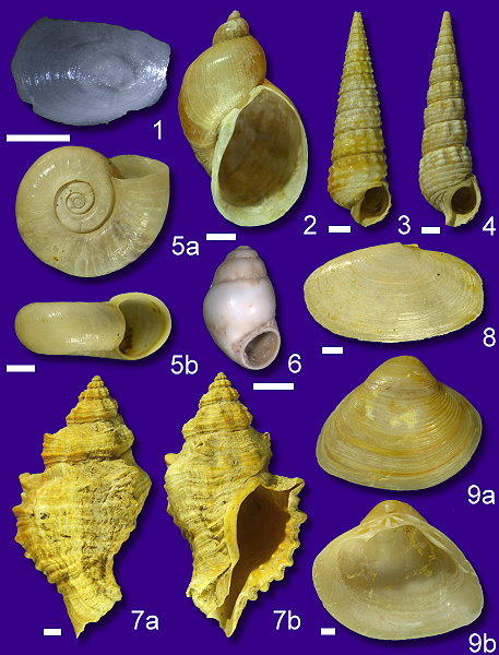 Abb53_Mollusken_Schildberg_Subformation.jpg Abb53_Mollusken_Schildberg_Subformation.jpg