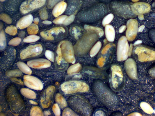 Abb54_Sulzheim_Schildberg_Subformation_Mikrofauna.jpg Abb54_Sulzheim_Schildberg_Subformation_Mikrofauna.jpg