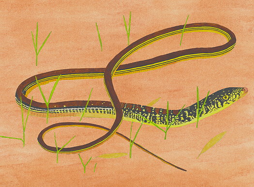 Abb56_Ophisaurus_mimicus.jpg Abb56_Ophisaurus_mimicus.jpg
