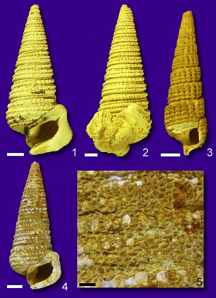 Abb60_Turmschnecken_Cyrenenmergel.jpg