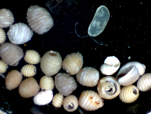 Abb61_Partenheim_Suesswasserschichten_Mikrofauna_und_Flora.jpg Abb61_Partenheim_Suesswasserschichten_Mikrofauna_und_Flora.jpg