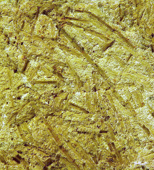 Abb62_Characeen_Haecksel.jpg Abb62_Characeen_Haecksel.jpg