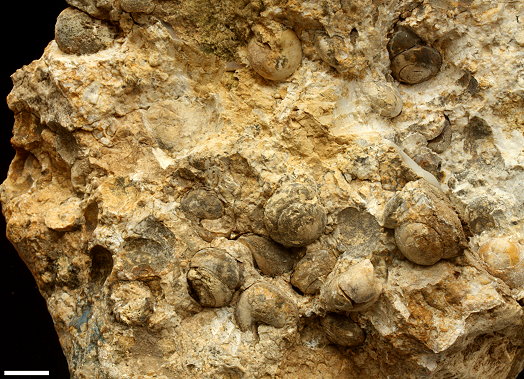 Abb66_Kalk_mit_Landschnecken1cm.jpg Abb66_Kalk_mit_Landschnecken1cm.jpg