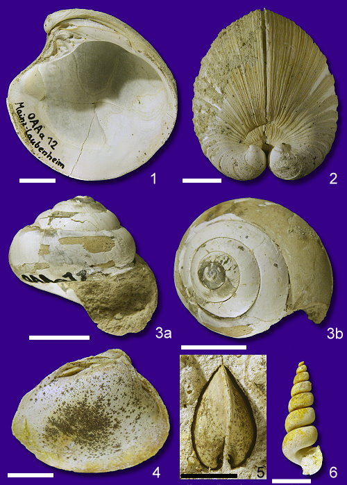 Abb68_Mollusken_Oppenheim_Formation.jpg Abb68_Mollusken_Oppenheim_Formation.jpg