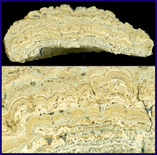 Abb72_Stromatolith.jpg Abb72_Stromatolith.jpg