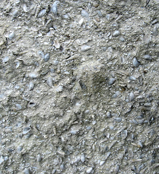 Abb75_Schill_Dreissena_Gelaendebild.jpg Abb75_Schill_Dreissena_Gelaendebild.jpg