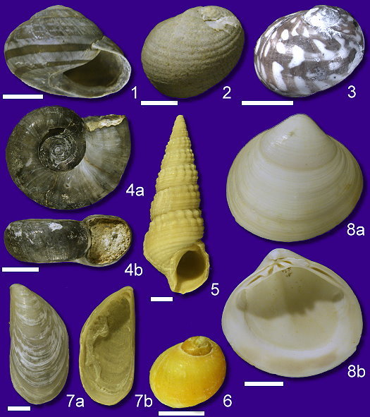 Abb77_Mollusken_gross.jpg Abb77_Mollusken_gross.jpg
