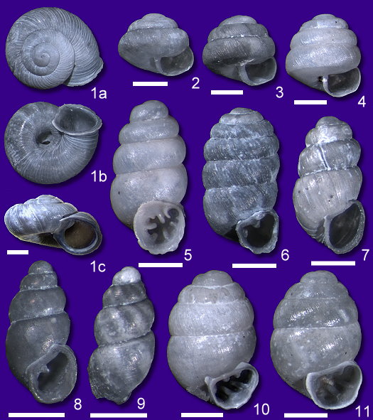 Abb78_kleine_Landschnecken_05mm.jpg