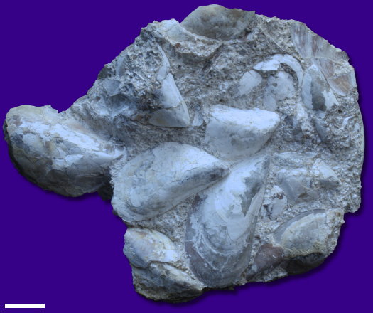 Abb87_Schill.Perna_faujasi_2_cm.jpg Abb87_Schill.Perna_faujasi_2_cm.jpg