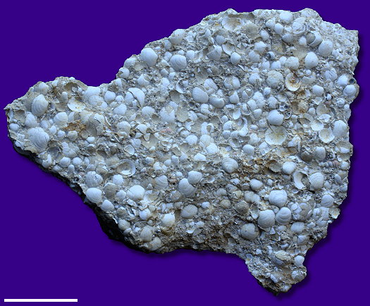 Abb88_Schill_Falsocorbicula_5_cm.jpg Abb88_Schill_Falsocorbicula_5_cm.jpg