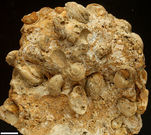 Abb89_Landschnecken_1_cm.jpg Abb89_Landschnecken_1_cm.jpg