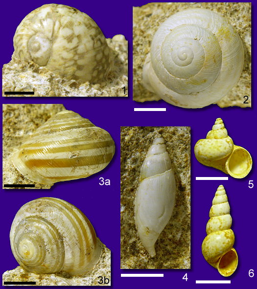 Abb90_Mollusken.jpg Abb90_Mollusken.jpg