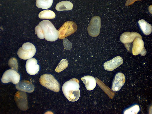 Abb91_Mikrofossilien.jpg Abb91_Mikrofossilien.jpg