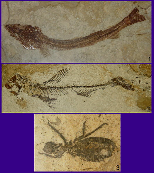 Abb93_Fische_und_Libellenlarve.jpg Abb93_Fische_und_Libellenlarve.jpg