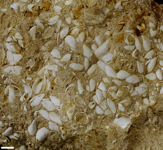 Abb96_Dreissena_brardi1cm.jpg Abb96_Dreissena_brardi1cm.jpg