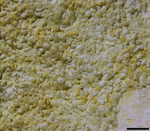 Abb97_Ostracoden_Schill_5_mm.jpg Abb97_Ostracoden_Schill_5_mm.jpg